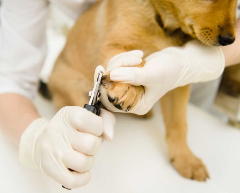 Dog-nail-clipping