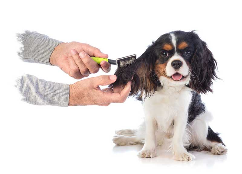 dog-grooming-contact