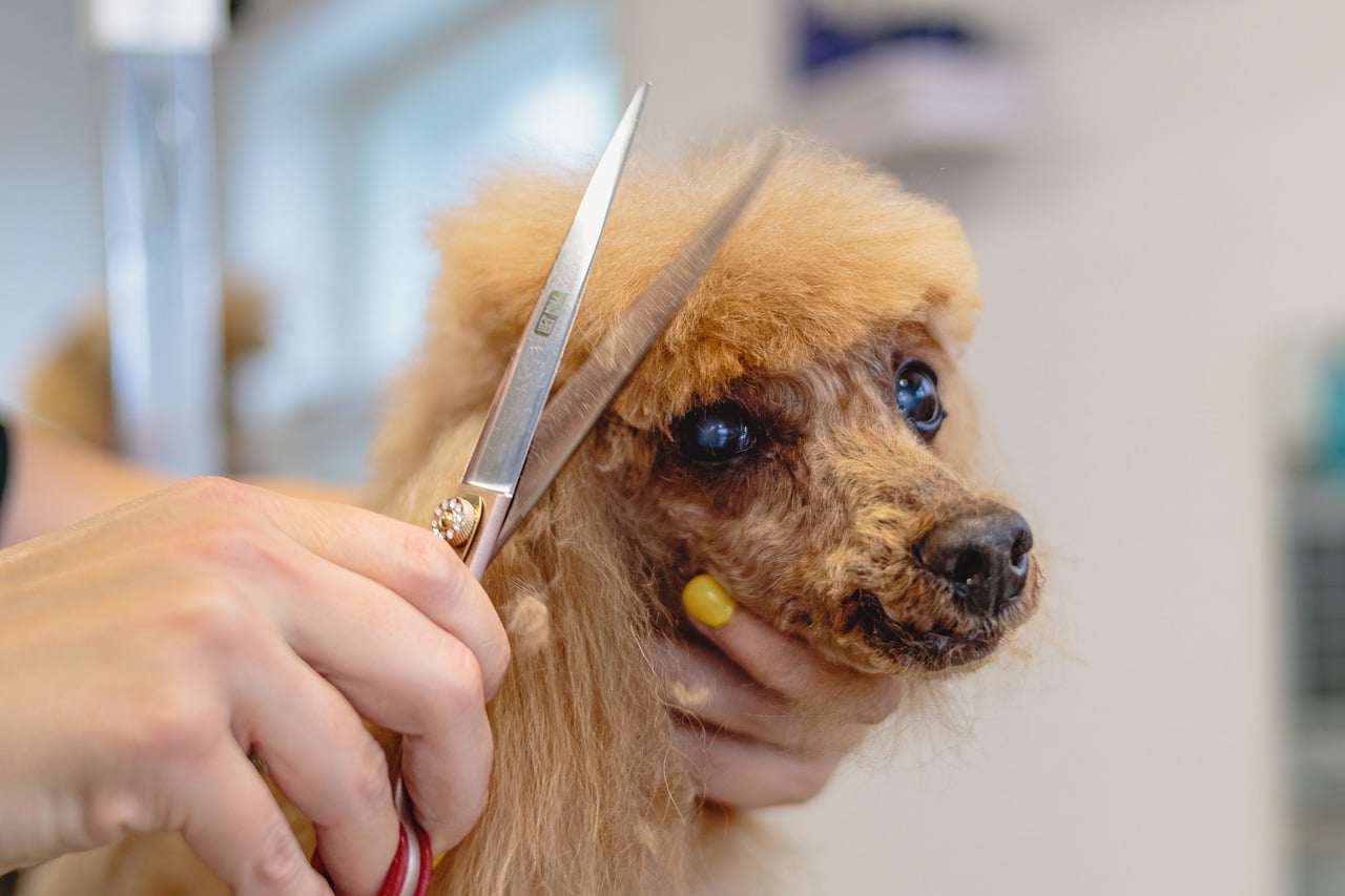 dog-grooming1