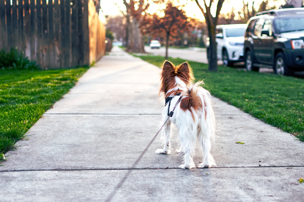 dog-walking